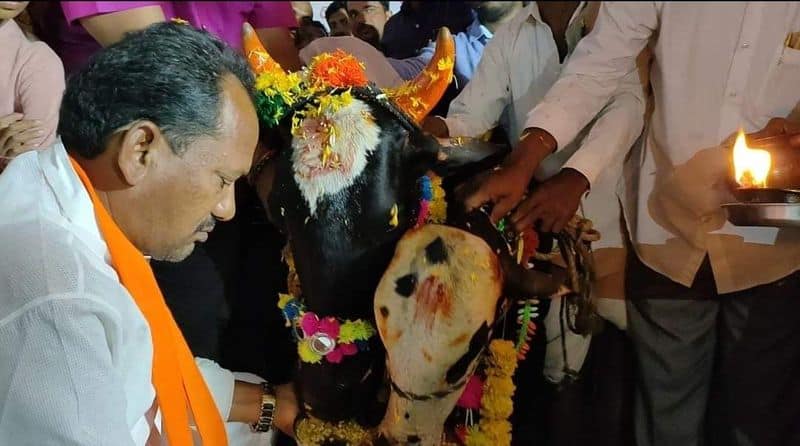 Go Pooja in Temple Goshala and Milk Societies in Karnataka on October 26th Says Prabhu Chauhan grg