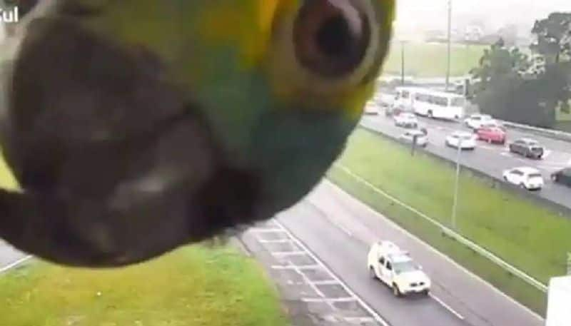 parrot plays peekaboo with traffic camera