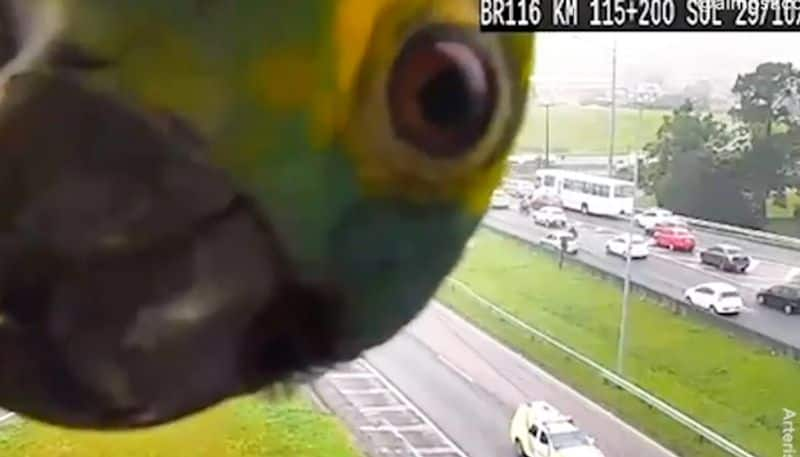 Brazil Parrot playing peekaboo with traffic camera leaves internet in splits-tgy