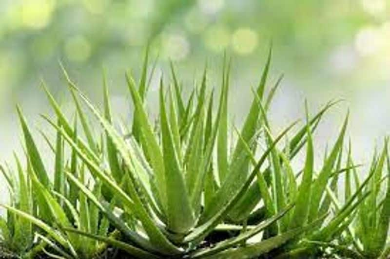 aloe vera vastu tips where to keep aloevera plant at home as per vastu for immense benefits in tamil mks