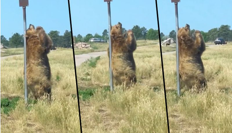 Bear scratches himself using pole; Internet call it 'dancing Bear' - gps