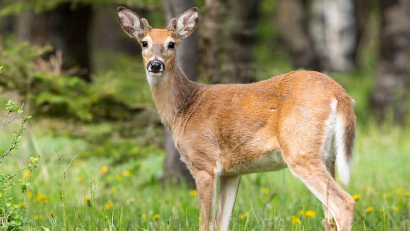 Omicron found in NYC deer raises questions about COVID transmission from animals to humans