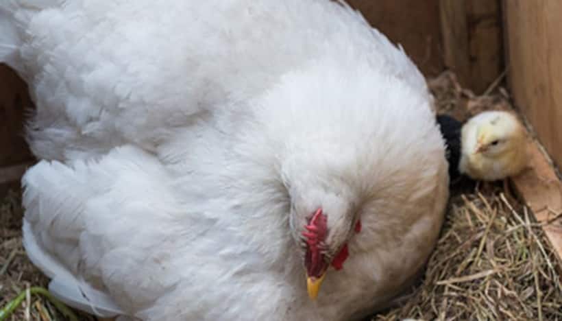 Cuteness alert: Hen warms up 3 kittens in cold weather; check out viral video