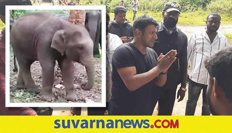 Puneet Rajkumar name of a male elephant cub of the Sakrebailu Elephant Camp