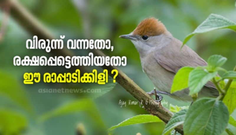 eurasian blackcap bird identified at munnar first spotted in india