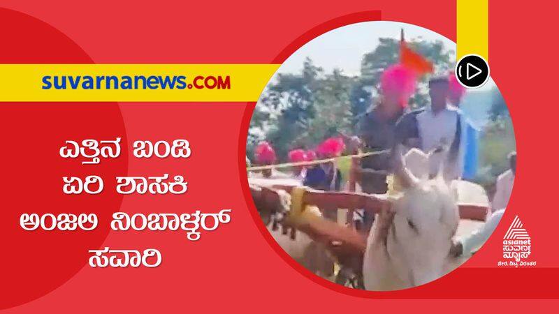 Khanapur MLA Anjali Nimbalkar Rides Bullock Cart  Video Goes Viral hls