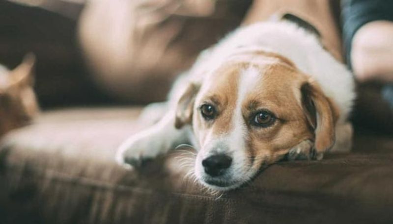 pet dog poops on womans face and she got infection 