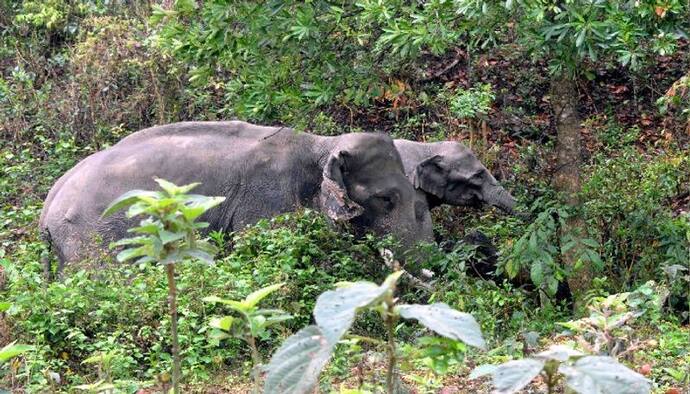 Elephant Attack- ৪০ দাঁতালের তাণ্ডবে তীব্র আতঙ্ক পূর্ব বর্ধমানে, নষ্ট বিঘের পর বিঘে জমির ফসল