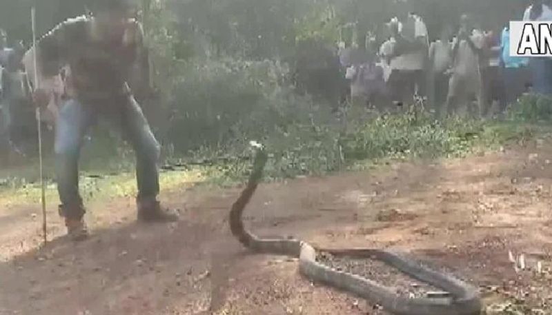 12 foot king cobra rescued from abandoned well