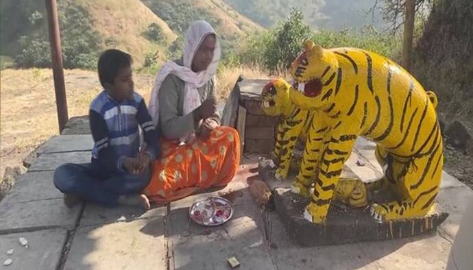 यहां होती बाघों की खास पूजा: पूरी होती हर आदिवासी की मन्नत, युवक ने सुनाई इसके पीछे की एक दिलचस्प कहानी