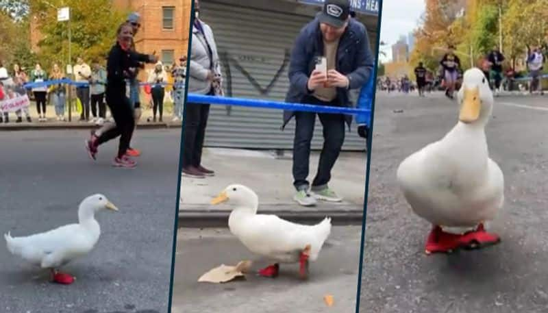 Duck participates in New York City marathon in little red shoes; viral video - gps