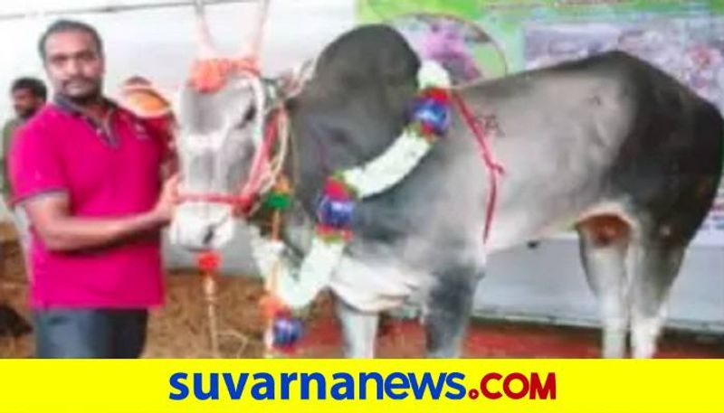 People Wonder About 1 crore Worth Hallikar Bull at Krishimela in Bengaluru grg