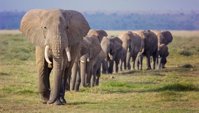 East Bardhaman Elephant-  বাড়ছে আতঙ্ক, বনকর্মীদের নজর এড়িয়ে ফের আউশগ্রামে হানা দিল দাঁতালের দল