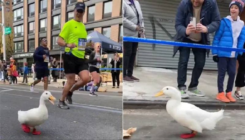 Duck runs marathon