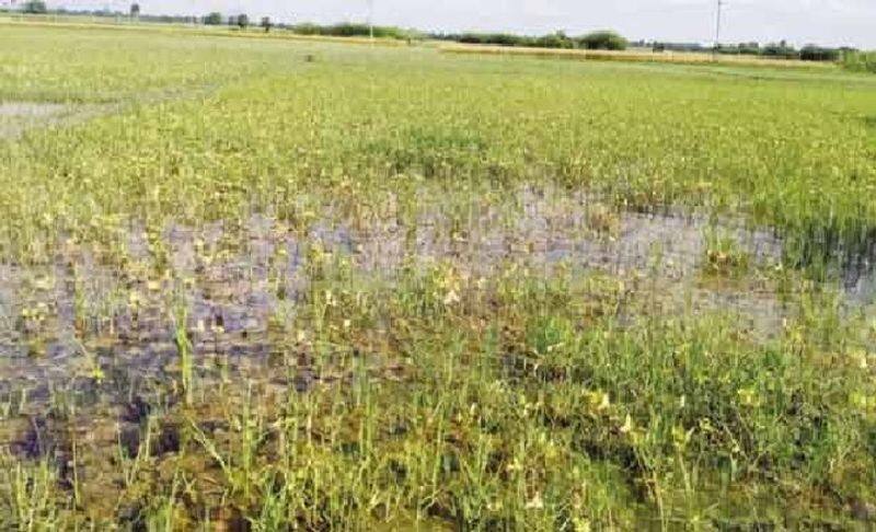 Trying to Get Farmers Crop Insurance Compensation in Gadag grg