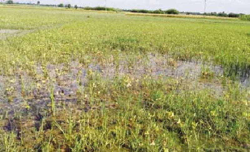 Crop Damage Before Insurance in Dharwad District grg