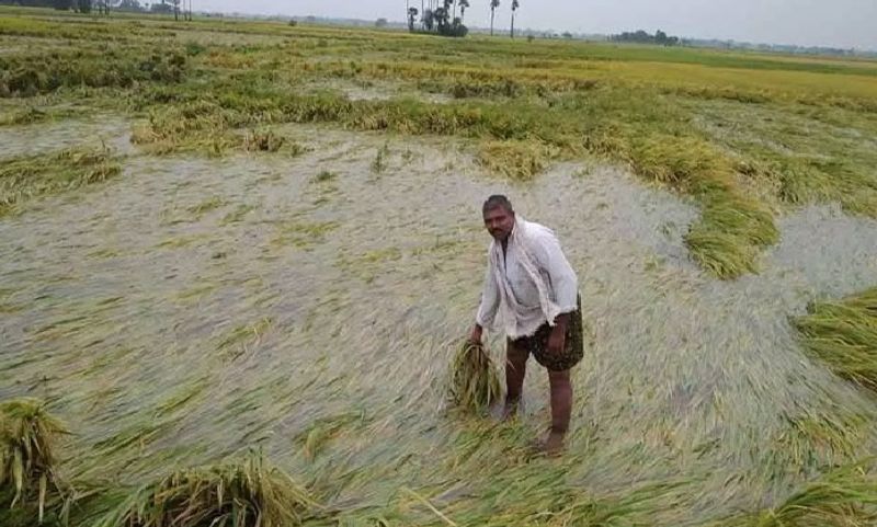 7.31 Lakh Hectares of Crop Damage Due to Heavy Rain in Karnataka grg