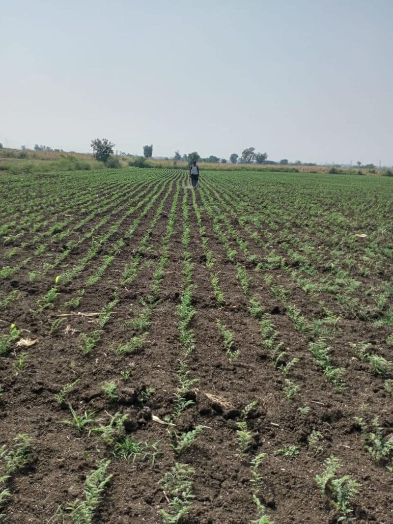 Female Graduate Agriculture Work Beyond Men in Koppal grg