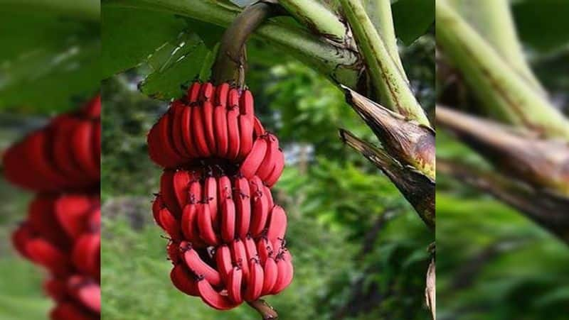 awesome health benefits of eating red banana in tamil mks