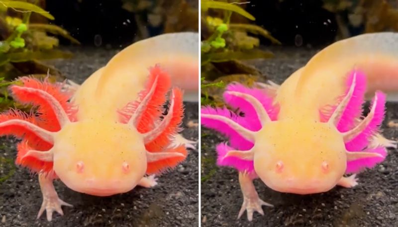 Ever seen an axolotl changing colour? Watch the amazing video-tgy