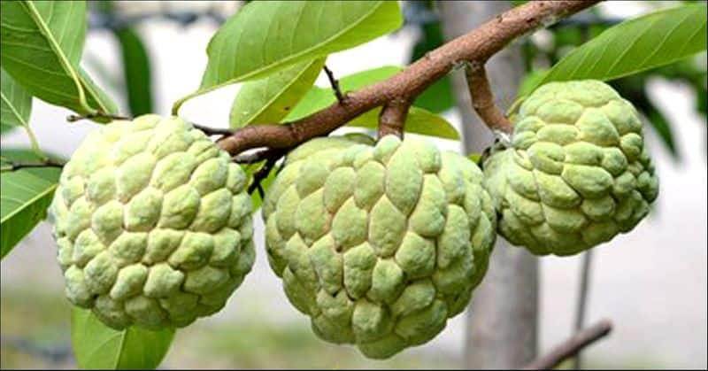 Custard Apple or Seetha Palam benefits in tamil