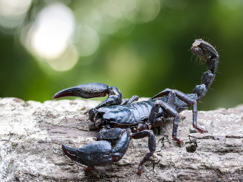 BTech student died due to scorpion bite in Sircilla