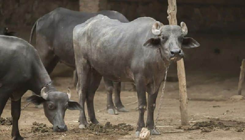 farmer complaints police that his buffalo refuses to be milked