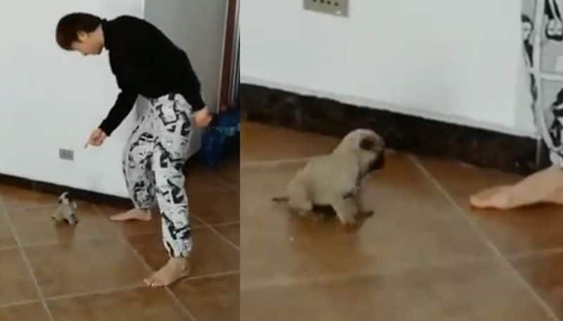 video in which tiny puppy dance with man