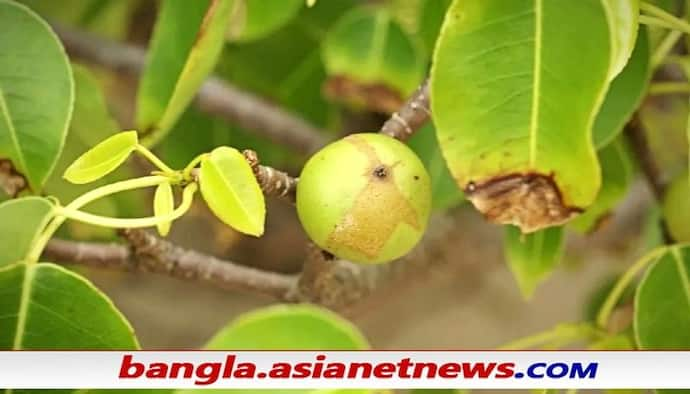 Tree of Death - বৃষ্টির সময় এই গাছের আশপাশে এলেই মরতে হবে, সাধে কি নাম 'মৃত্যুর গাছ'