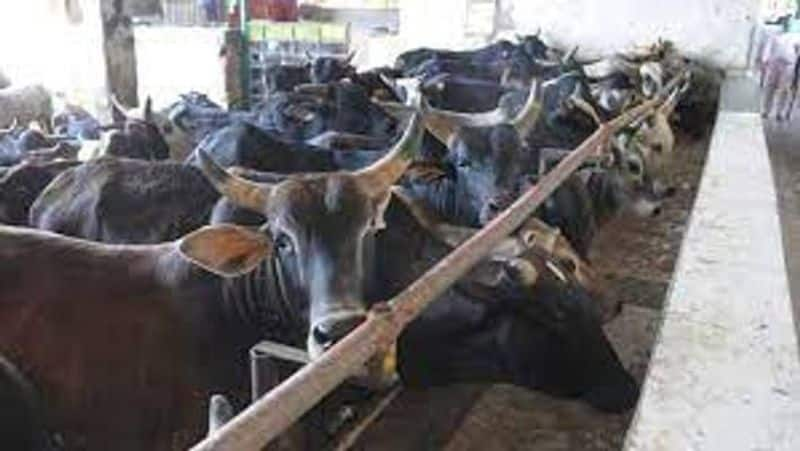 the news that cows are dying continuously due to a new mysterious disease that is spreading in cattle is causing fear