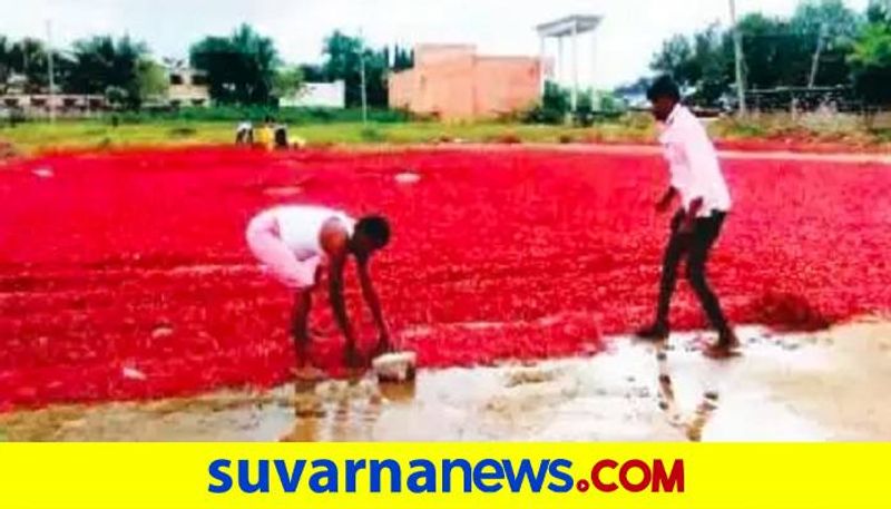 760 Quintal Chilli Damage Due to Rain at Kurugodu in Ballari grg