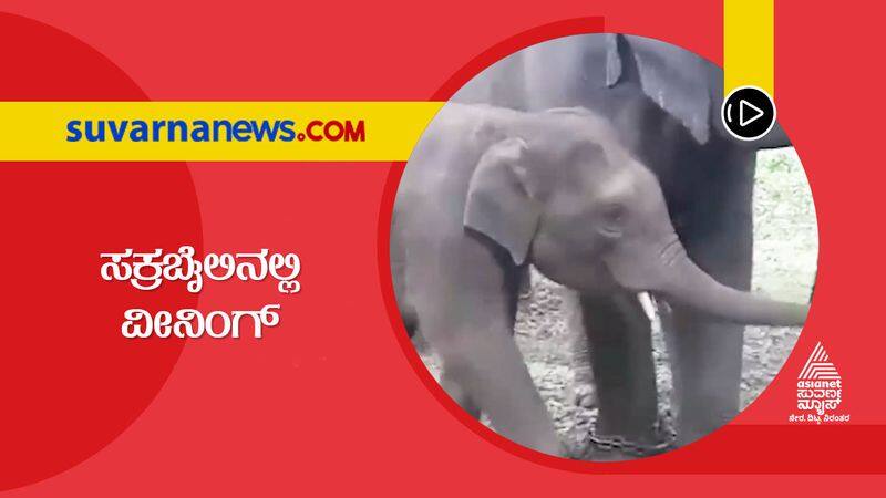 Shivamogga Sakrebailu elephant named after Puneeth during weaning hls