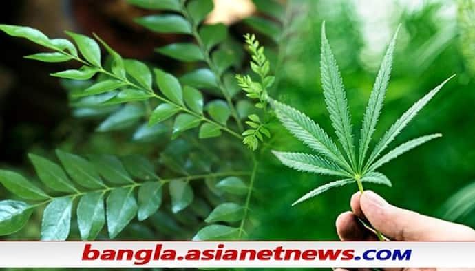 Weed in Amazon: অ্যামাজনে কিনা বিক্রি হচ্ছিল গাঁজা, উঠল NCB তদন্তের দাবি