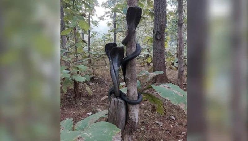 three cobras in a single shot pic goes viral