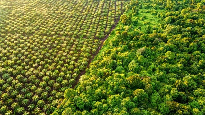 Clashes Between Podu Farmers and Forest Staff In Bhadradri kothagudem District