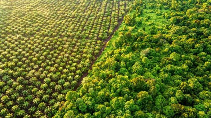 Forest Survey report 2021: গত দু বছরে দেশে বেড়েছে বনাঞ্চলের পরিমাণ, প্রকাশিত রিপোর্ট