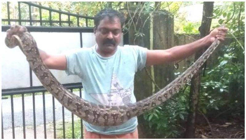 python caught by natives