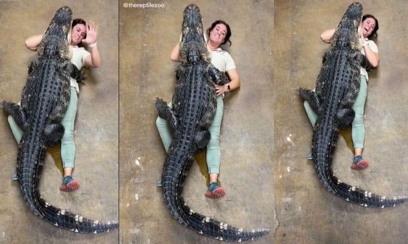 Zookeeper hugs huge alligator video ends with a funny incident