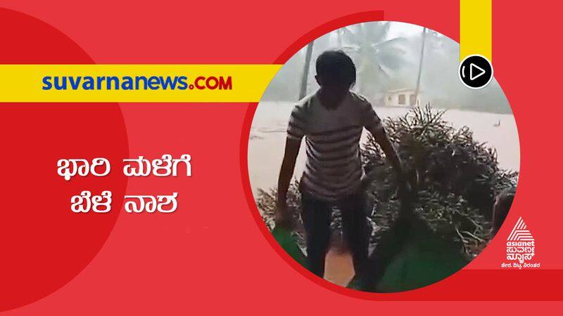 Untimely Rain Damages Huge crops in Koppala hls