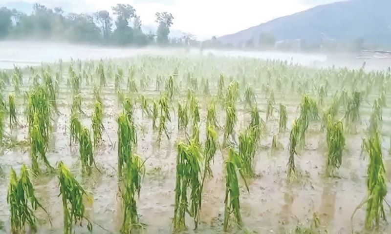 Crop Loss Due to Continuous Rain in Karnataka grg