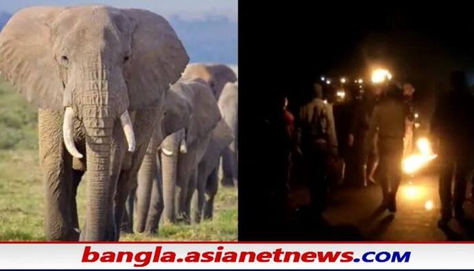 Elephant: টানা ৮ দিন পর ভোর রাতে বাঁকুড়ার জঙ্গলে ঢুকল হাতিরপাল, বড় সাফল্য বনবিভাগের