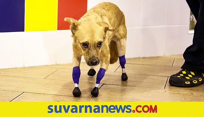 Russian Rescue Dog Monika Back On All Fours With Prosthetic Titanium legs mnj