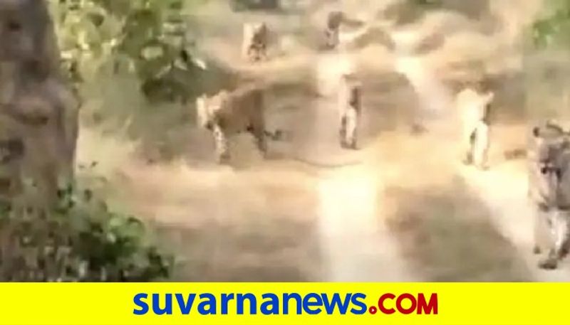 A Really Incredible Sighting Of 6 Tigers Walking Together pod