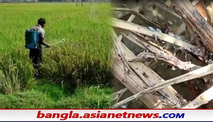 East Bardhaman- বাদামী শোষক পোকার আক্রমণে দিশাহীন কৃষকেরা, ধানের ফলন নিয়ে বাড়ছে আশঙ্কা