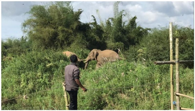 Elephant herd roaming at Tirumala Ghat Road