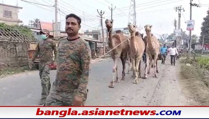 Camel Smuggling: মালদহের চাঁচলে একাধিক উট উদ্ধার পুলিশের, এখনও অধরা অপরাধীরা