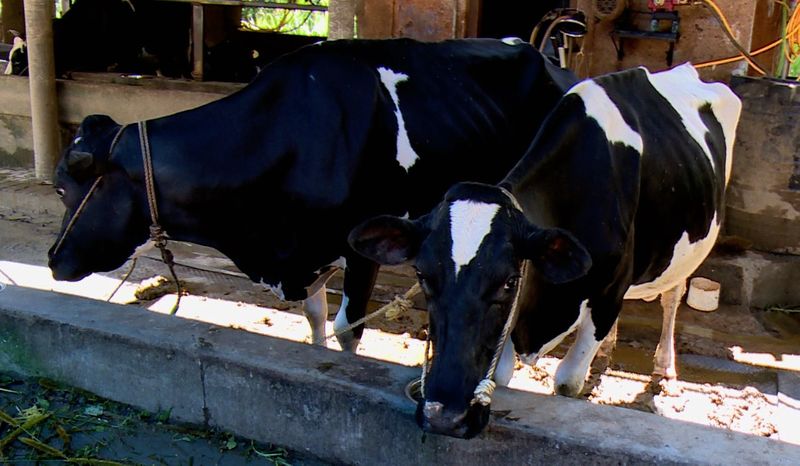 Cow Swallows Gold Chain Weighing 20 Grams Owned Done Surgery