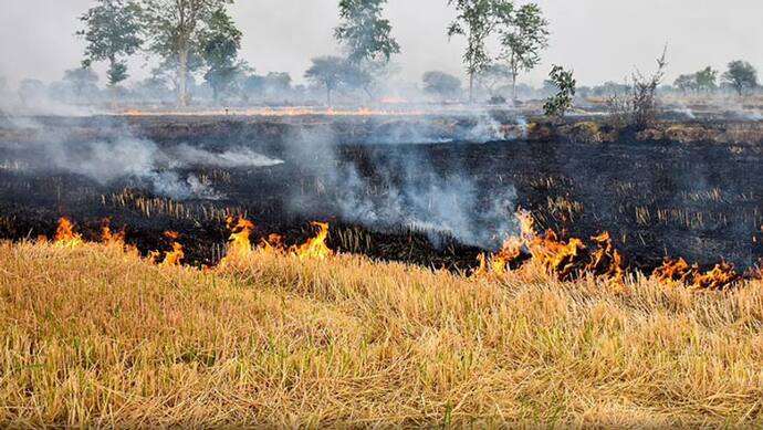 15 नवंबर से पहले ही 43% पराली में आग लगा चुका पंजाब, ये पिछले साल से सिर्फ 16% कम,  जानिए क्या कहते आंकड़े