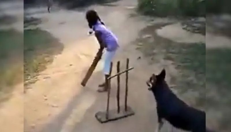 Sachin Tendulkar Shares Video Of Dog Playing Cricket