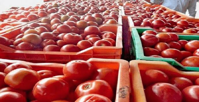 Tomato Prices: হাতে ছ্যাঁকা দিচ্ছে টমেটোর দাম, মাথায় হাত মধ্যবিত্ত ভারতের